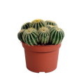 Eriocactus warasii (Cactaceae) – Ø 12 cm, 20 cm hoch