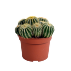 Eriocactus warasii (Cactaceae) – Ø 12 cm, 20 cm hoch
