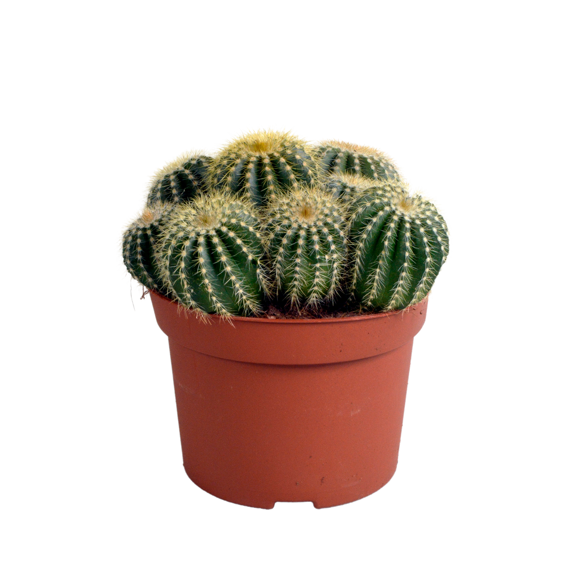 Eriocactus warasii (Cactaceae) – Ø12 cm, 20 cm høj