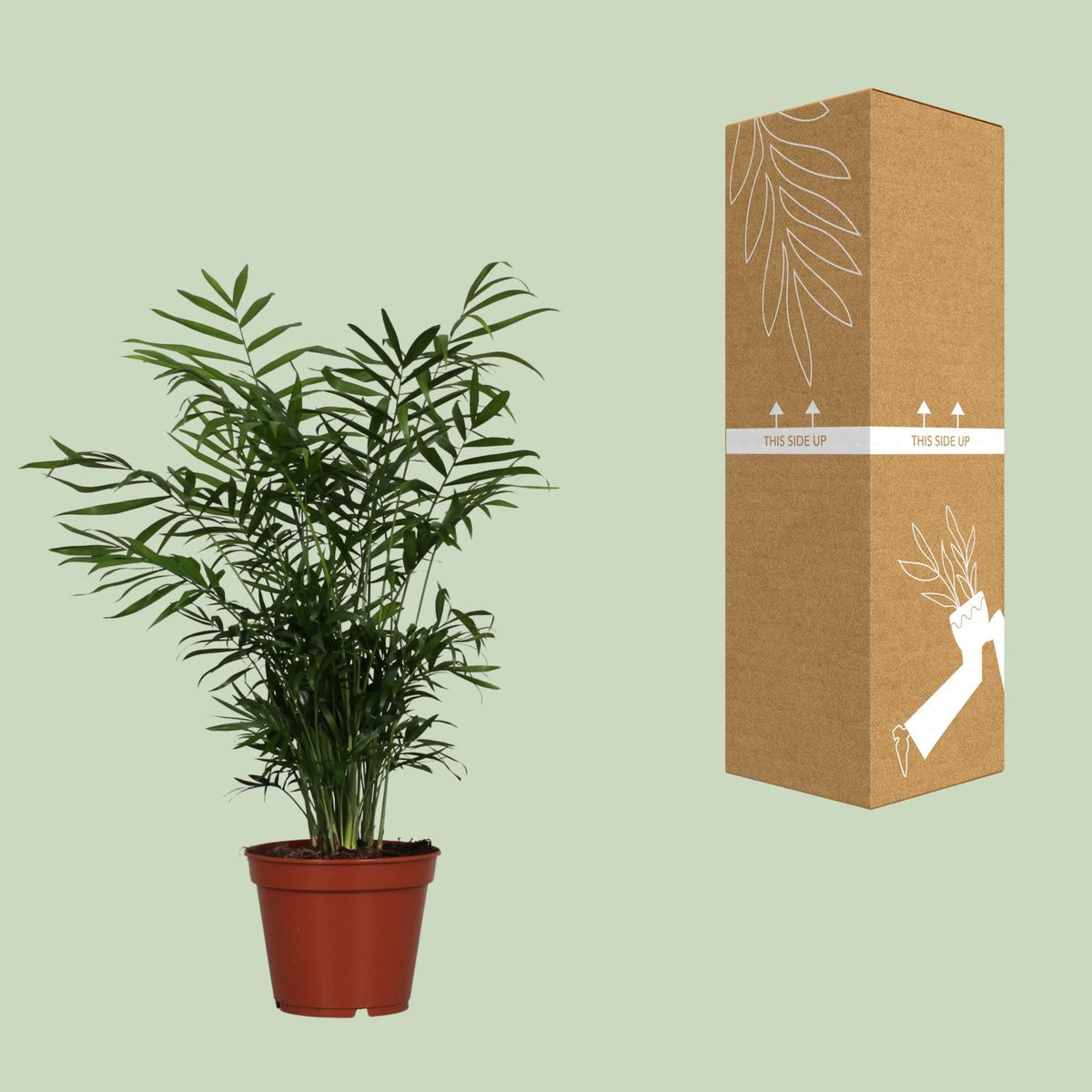 Chamaedorea elegans (bergpalm) – Ø17 cm, 55 cm hoog