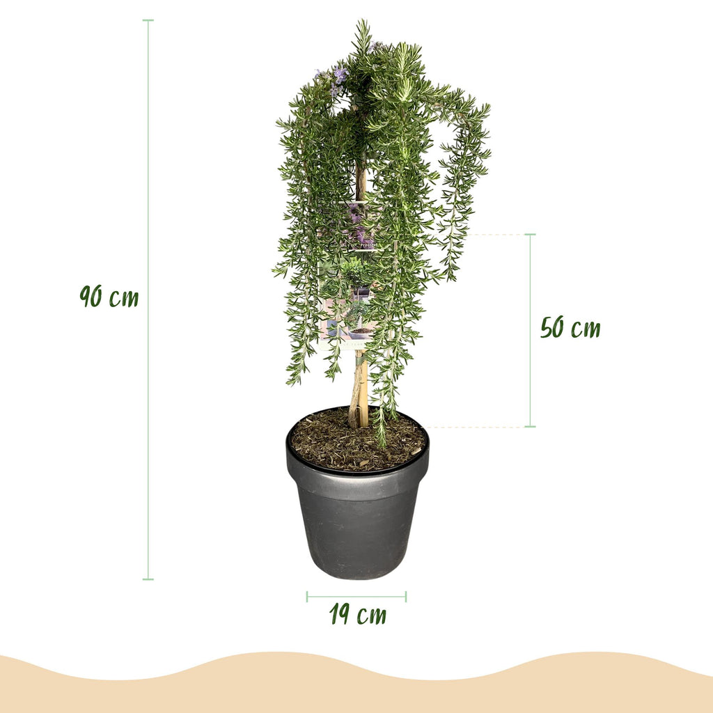 Romarin (Salvia rosmarinus) sur tige – Ø19 cm, 70–90 cm de haut – photo 3
