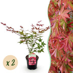 Acer palmatum 'Beni Maiko' (Japanese maple) – red – 2 plants, Ø19 cm, 70 cm high