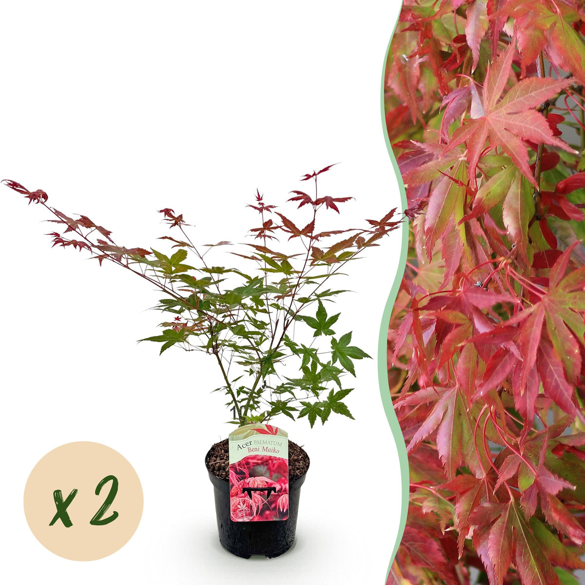 Acer palmatum 'Beni Maiko' (japansk lönn) – röd – 2 plantor, Ø 19 cm, 70 cm hög