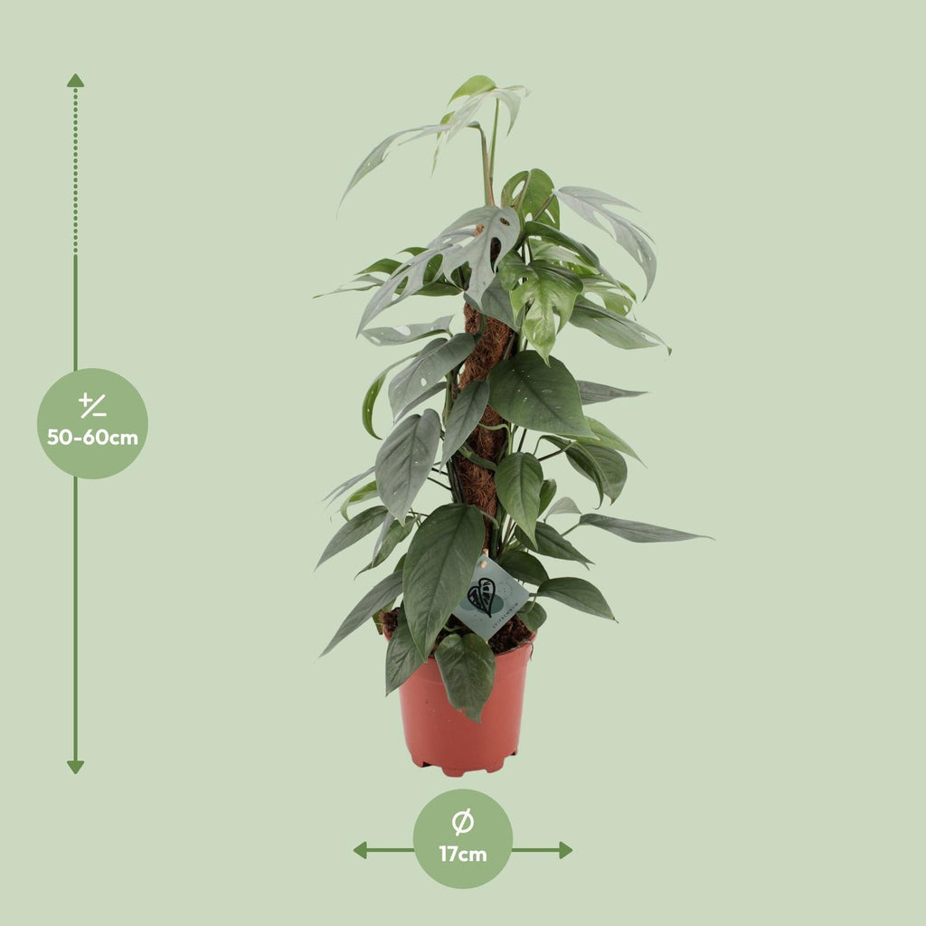 Epipremnum Pinnatum Cebu Blue (scindapsus) – Ø17 cm, 60 cm høj