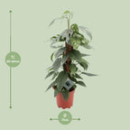 Epipremnum Pinnatum Cebu Blue (scindapsus) – Ø17 cm, 60 cm høj