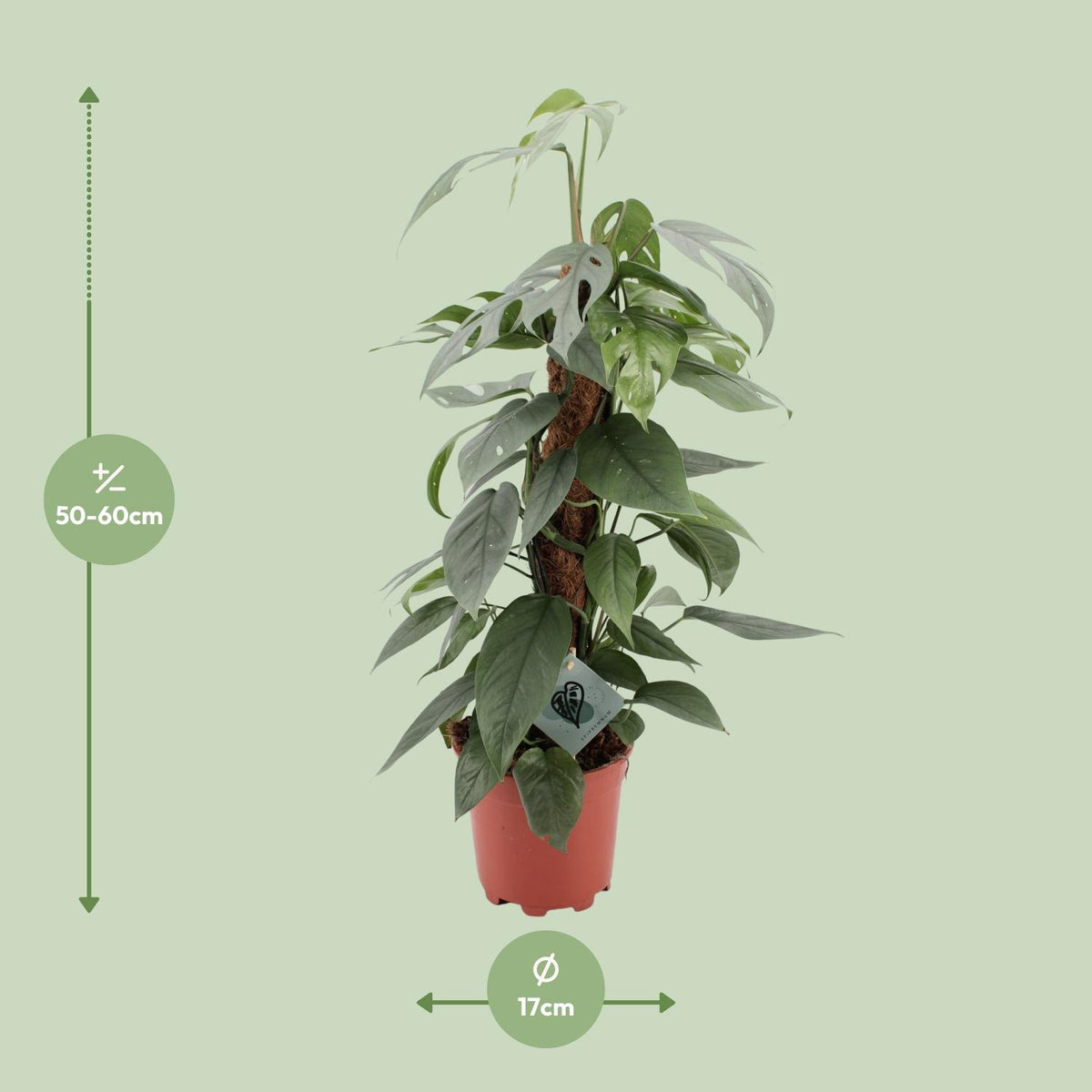 Epipremnum Pinnatum Cebu Blue (scindapsus) – Ø17 cm, 60 cm høj