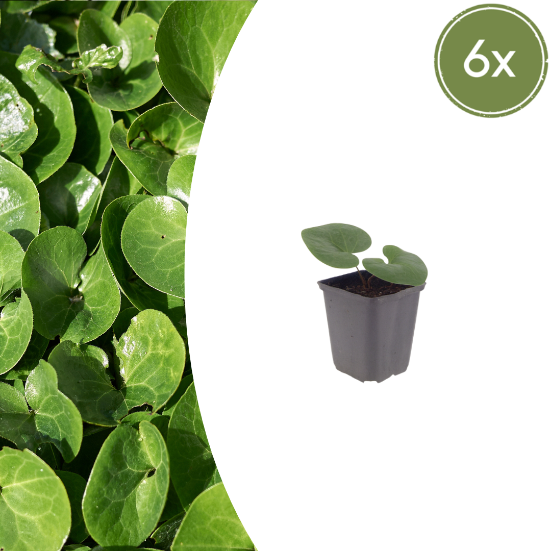 Asarum europaeum (Europäisches Wintergrün) – 6 Pflanzen, Ø 9 cm, 10–25 cm hoch
