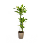 Dracaena fragrans Golden Coast (drakenboom) – Ø21 cm, 90–110 cm hoog