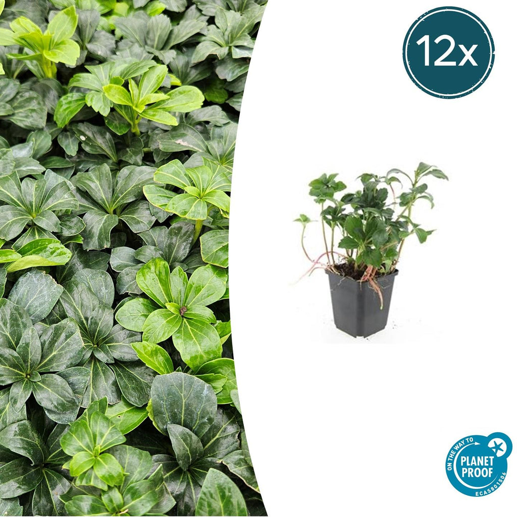 Pachysandra term. 'Green Sheen' (shade plant) – 12 plants, Ø9 cm, 10–25 cm high – photo 2