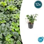 Pachysandra term. 'Green Sheen' (shade plant) – 12 plants, Ø9 cm, 10–25 cm high