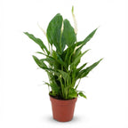 Spathiphyllum (lepelplant) – Ø12 cm, 35–40 cm hoog