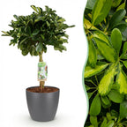 Schefflera Gold Capelle (arbre à doigts) en pot de décoration gris – Ø21 cm, 70–80 cm de haut