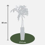 Wisteria sinensis 'Prolific' (Chinese wisteria) – Ø15 cm, 65 cm high