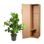 Clusia Rosea – Ø24 cm, 100 cm hoog