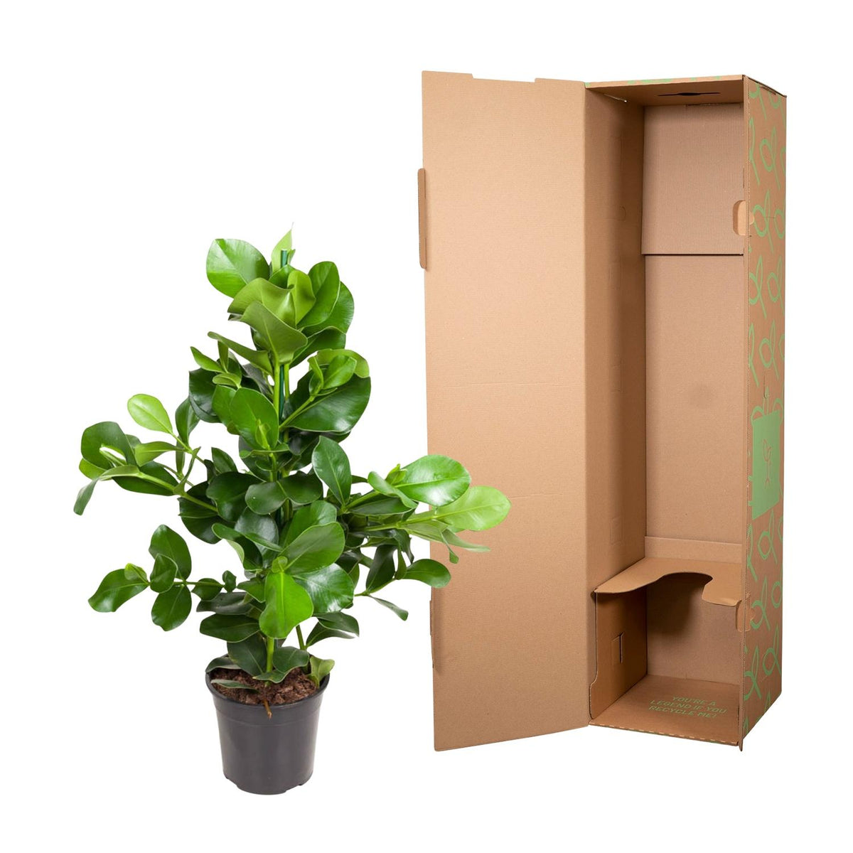 Clusia Rosea – Ø24 cm, 100 cm hoog