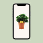 Peperomia Burning Bush – Ø15 cm, 25 cm de haut