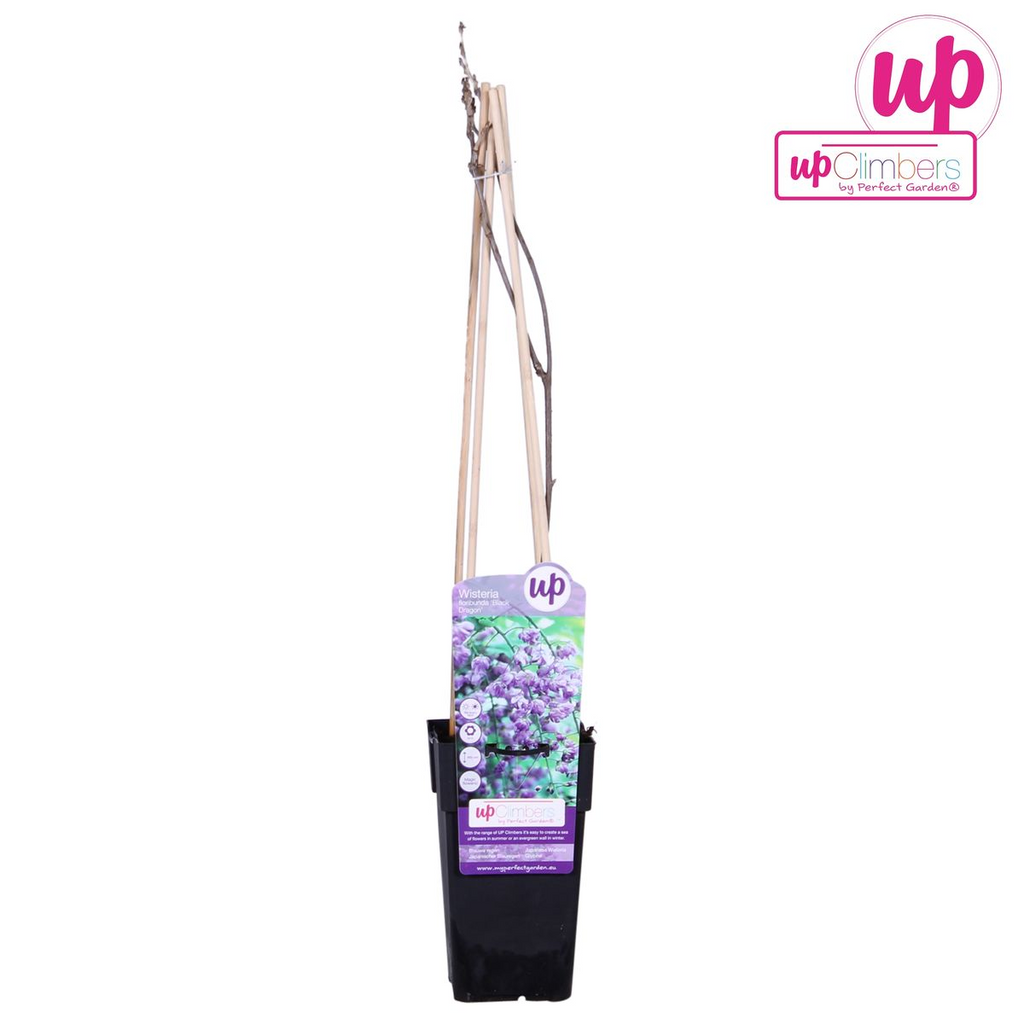 Wisteria sinensis 'Prolific' (Chinese wisteria) – Ø15 cm, 65 cm high – photo 6