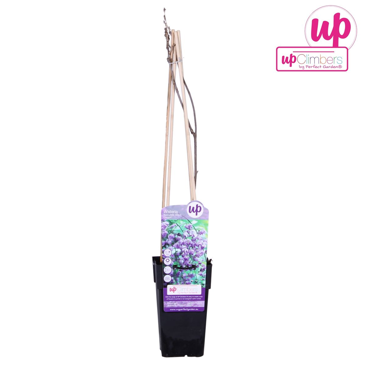 Wisteria sinensis 'Prolific' (Chinese wisteria) – Ø15 cm, 65 cm high – photo 6