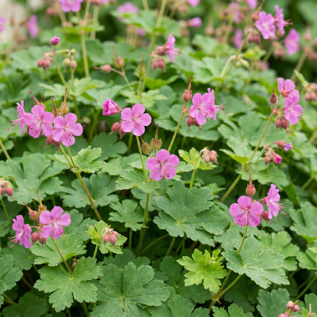 Geranium macrorrhizum (géranium vivace) – rose – 6 plantes, Ø11 cm, 15–25 cm de haut – photo 5