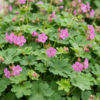 Geranium macrorrhizum (géranium vivace) – rose – 6 plantes, Ø11 cm, 15–25 cm de haut