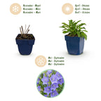 Campanula persicifolia (Pfirsichblatt-Glockenblume) – blau – Ø 11 cm, 15–25 cm hoch