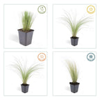Stipa tenuissima 'Ponytails' (feather grass) – 6 plants, Ø9 cm, 10–25 cm high