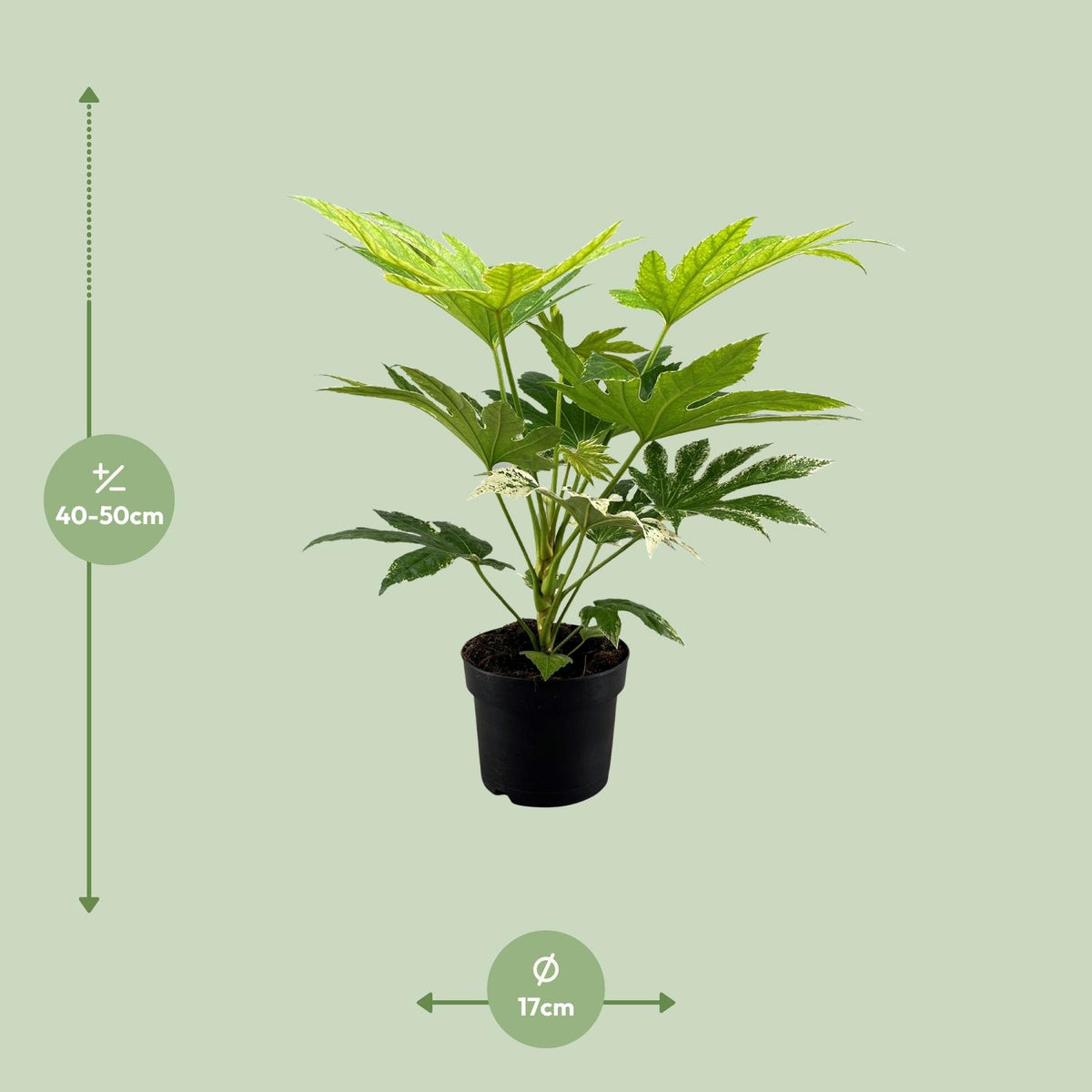 Fatsia Japonica Spider Web (vingerplant) – Ø17 cm, 50 cm hoog