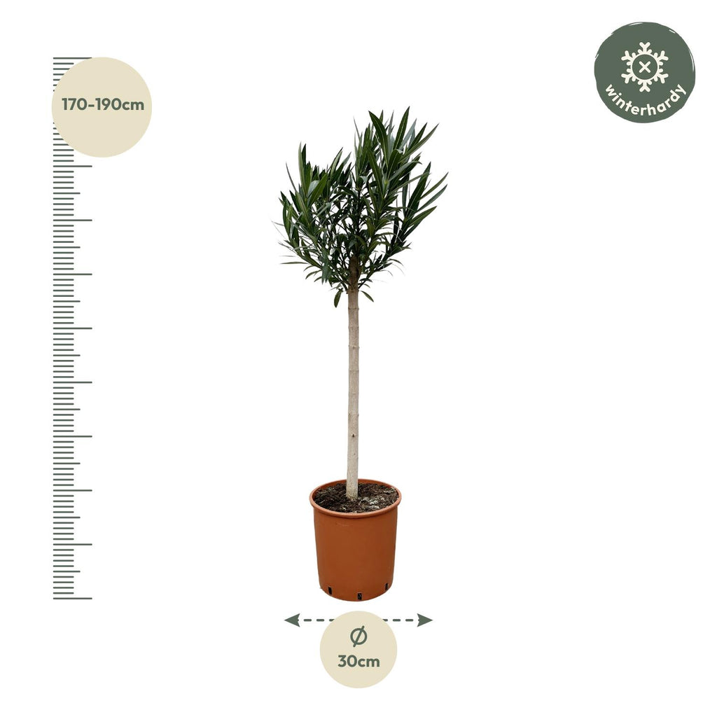 Nerium 'Oleander' standard – Ø30 cm, 170 cm high – pink – photo 2