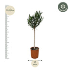 Nerium 'Oleander' standard – Ø30 cm, 170 cm high – pink