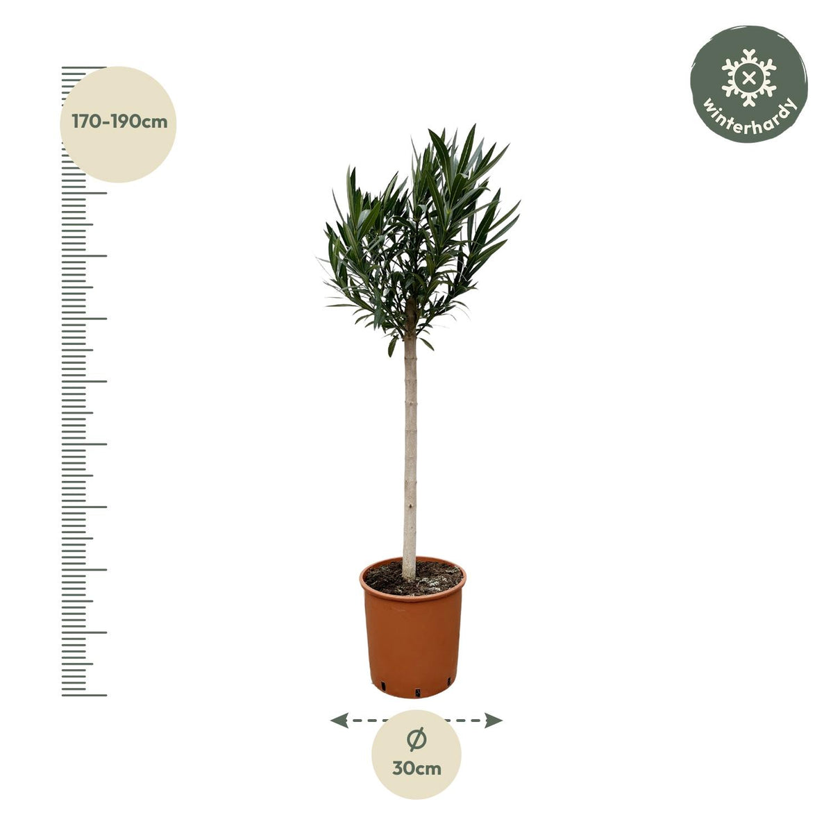 Nerium 'Oleander' standard – Ø30 cm, 170 cm high – pink – photo 2