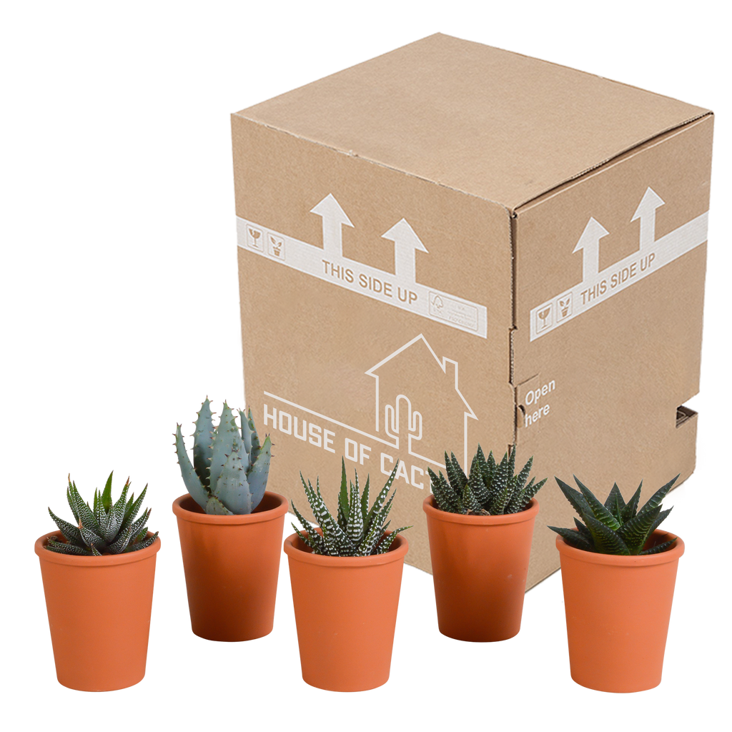 Mélange Gasteria/Haworthia en pot en terre cuite – Ø6 cm, 13 cm de haut