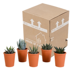 Mélange Gasteria/Haworthia en pot en terre cuite – Ø6 cm, 13 cm de haut