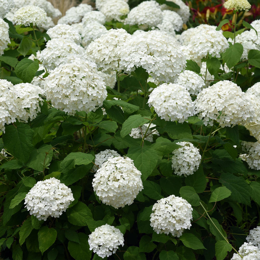 Hydrangea arborescens 'Annabelle' (Rispenhortensie) – weiß – Ø 12 cm, 20–30 cm hoch – Bild 5