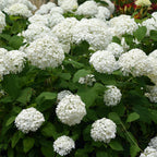 Hydrangea arborescens 'Annabelle' (Rispenhortensie) – weiß – Ø 12 cm, 20–30 cm hoch