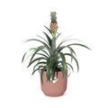 Ananas Mi Amigo i ELHO Vibes Fold 14 cm pink (ananasplante) – 40 cm høj