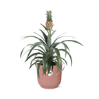 Ananas Mi Amigo i ELHO Vibes Fold 14 cm pink (ananasplante) – 40 cm høj