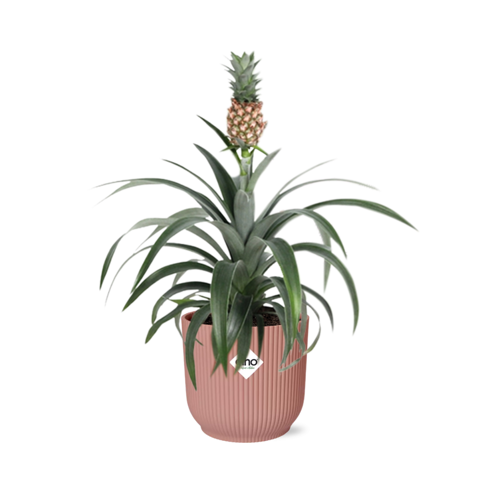 Ananas Mi Amigo in ELHO Vibes Fold 14cm roze (ananasplant) – 40 cm hoog