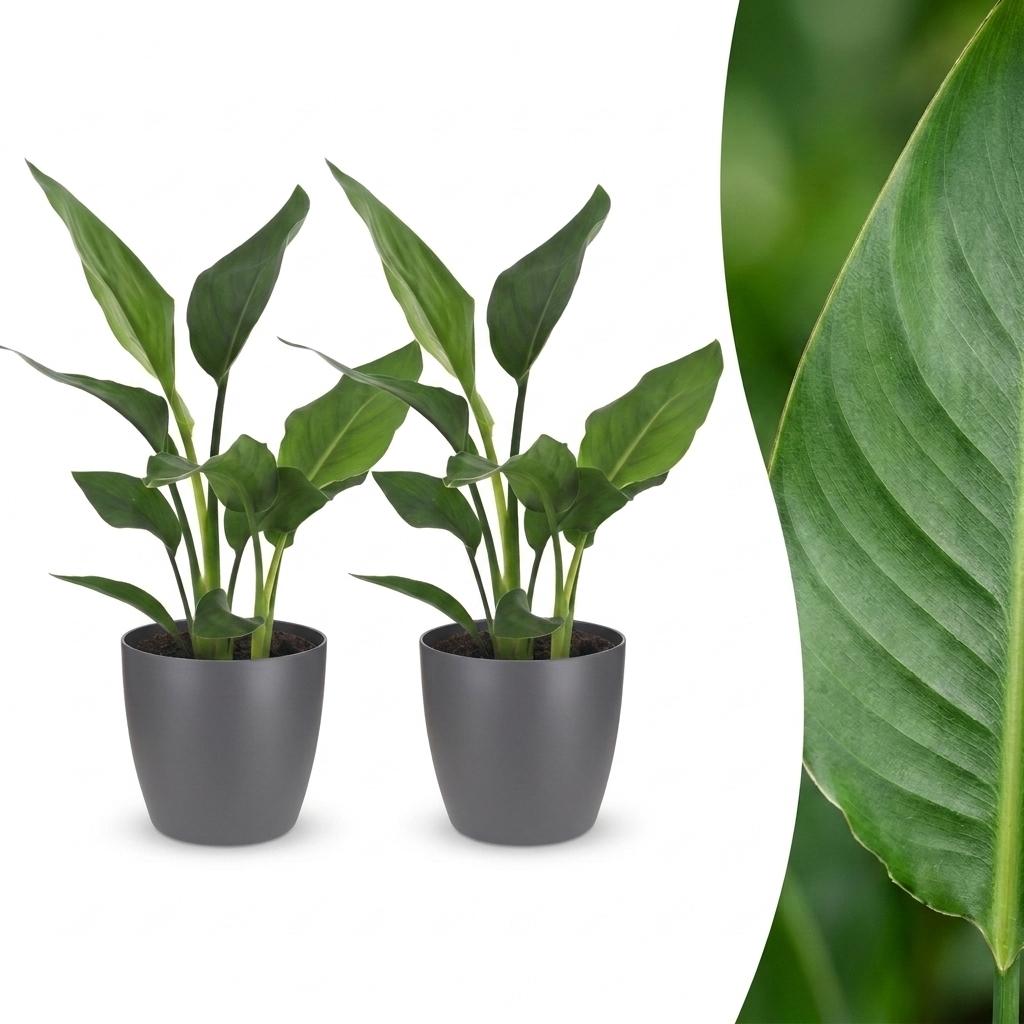 2× Strelitzia reginae (Paradiesvogelblume) im grauen Übertopf – Ø 12 cm, 35 cm hoch