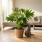 Philodendron Lickety split avec panier – Ø19 cm, 70 cm de haut