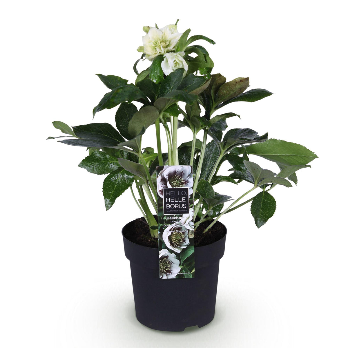 Helleborus orientalis 'Double Ellen White' (Christrose) – Ø 14 cm, 35 cm hoch