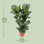 Ficus lyrata (Geigenblattscheibe) – Ø 27 cm, 100 cm hoch