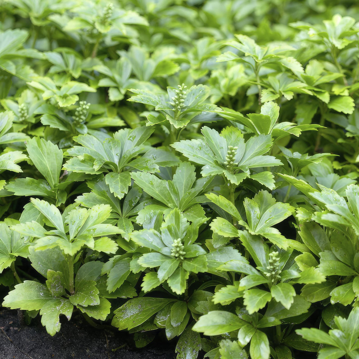 Pachysandra term. 'Green Carpet' (shade plant) – 6 plants, Ø9 cm, 10–25 cm high