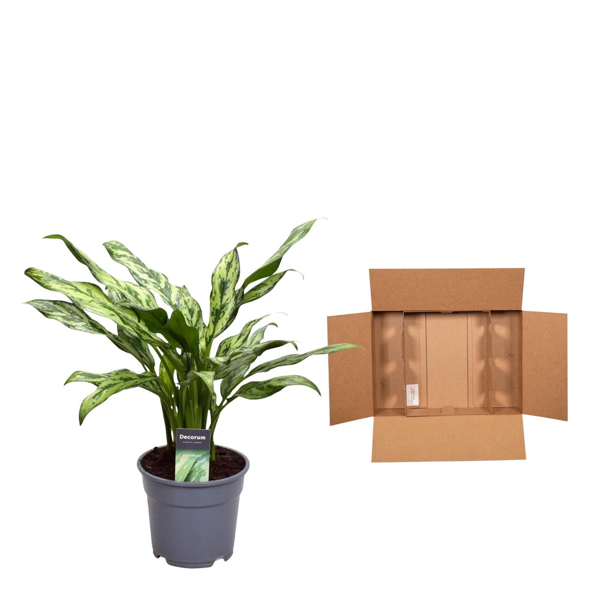 Aglaonema Juliette – Ø12 cm, 40 cm høj