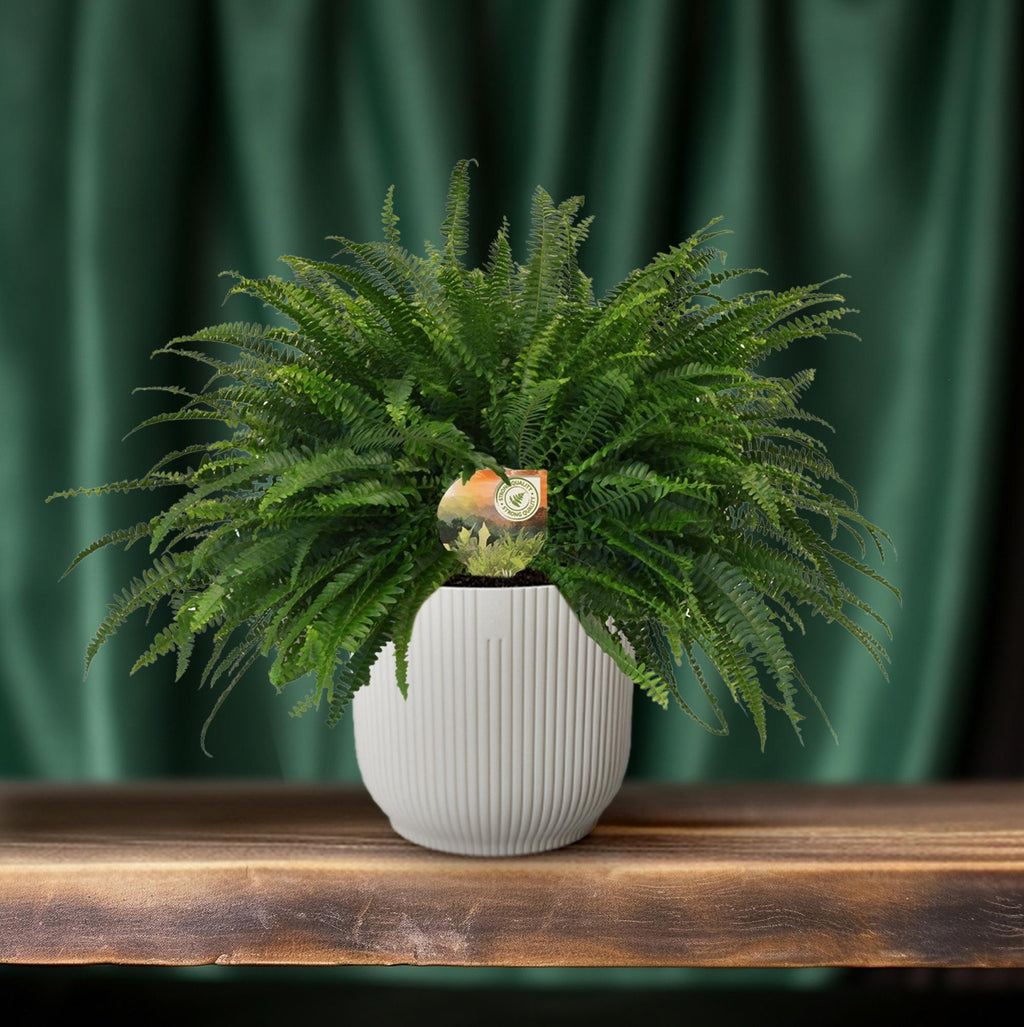 Nephrolepis Green Lady (sværdbregne) – Ø19 cm, 60 cm høj