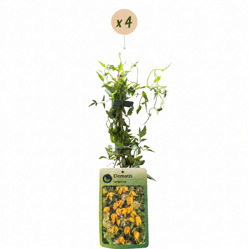 Clematis tangutica (Chinese clematis) – yellow – 4 plants, Ø9 cm, 35 cm high – photo 2