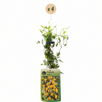 Clematis tangutica (Chinese clematis) – yellow – 4 plants, Ø9 cm, 35 cm high