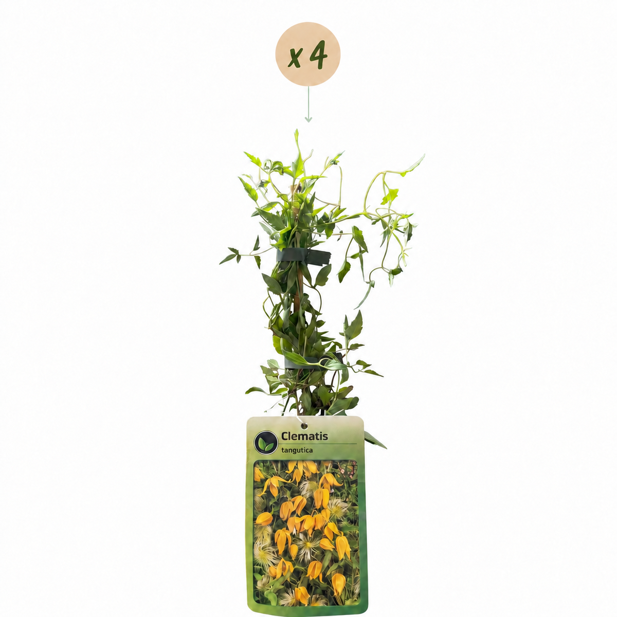 Clematis tangutica (Chinesische Waldrebe) – gelb – 4 Pflanzen, Ø9 cm, 35 cm hoch