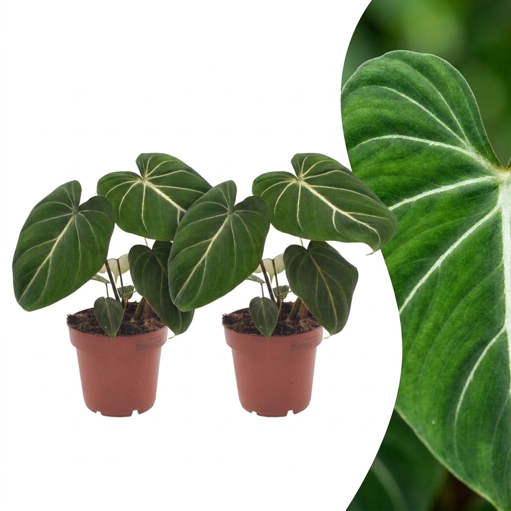 2× Philodendron gloriosum – Ø12 cm, 25 cm hoch