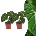 2× Philodendron gloriosum – Ø12 cm, 25 cm hoch