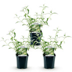 Buddleja davidii 'White Profusion' (Schmetterlingsflieder) – weiß – 3 Pflanzen, Ø 17 cm, 45 cm hoch